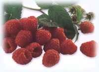 pick your own raspberries
